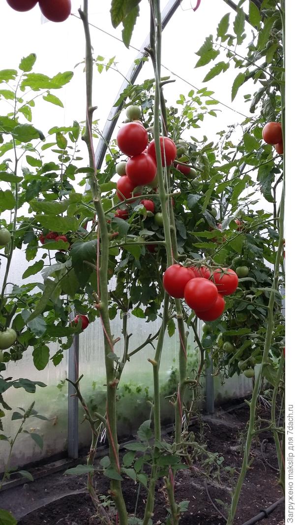 29 августа. Результат подкрутки