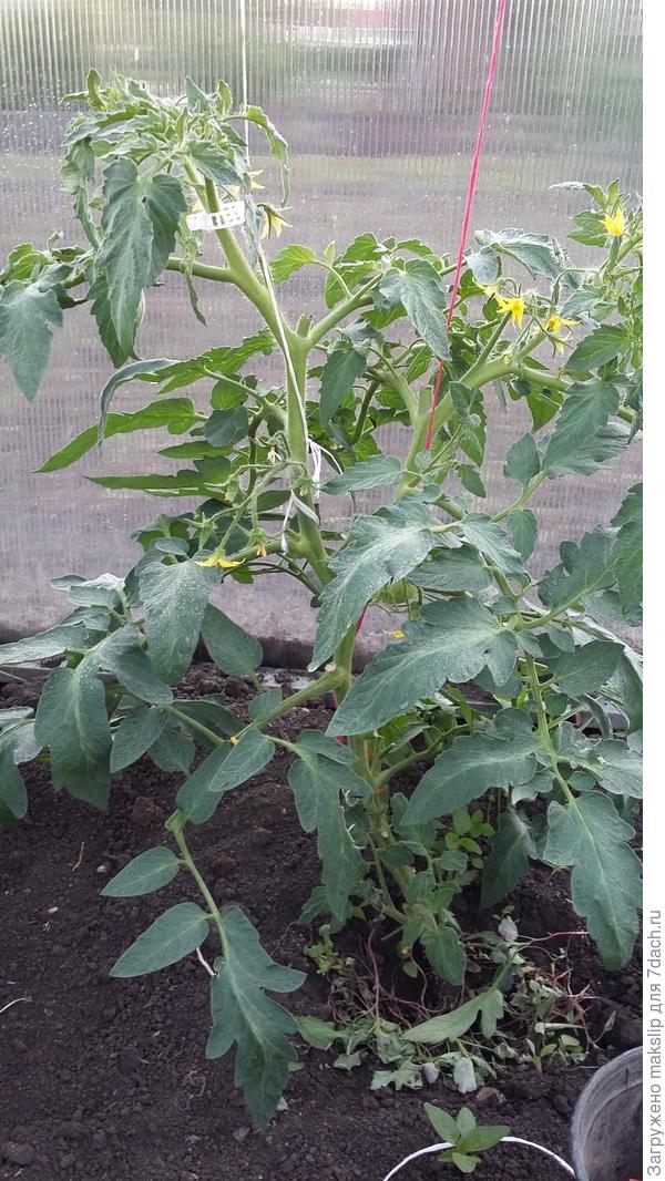 29 мая. Начало подкрутки