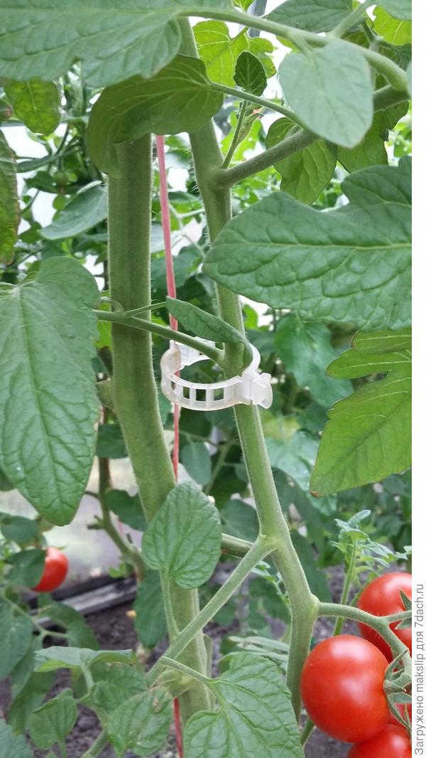 Клипса на пасынке