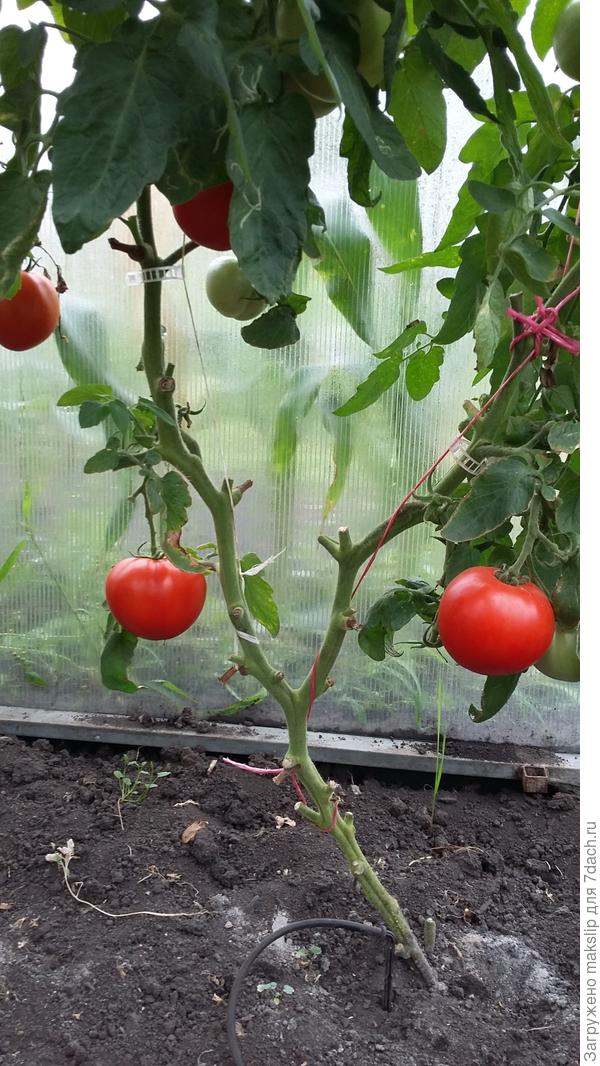 Клипса. Если не успел вовремя подкрутить томат по шпагату.