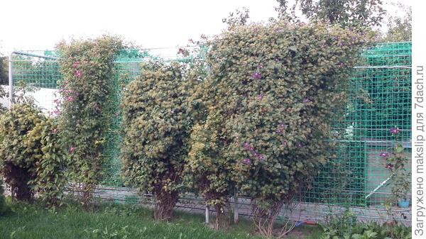 03.09 После цветения