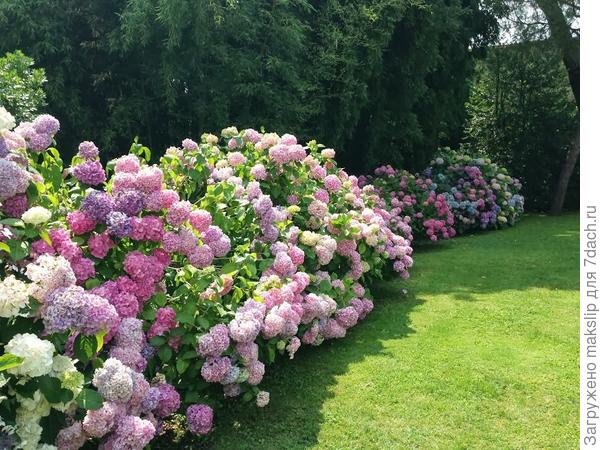 Гортензии на газоне