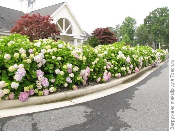 Гортензии 2