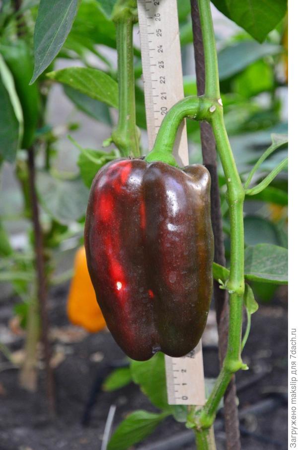 Клаудио. Из него паприку делают. Очень вкусный гибрид.