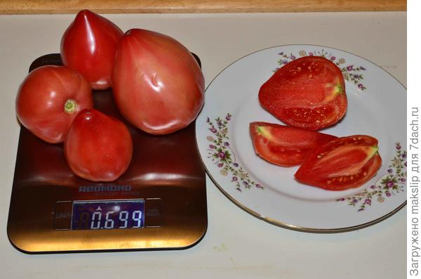 Сахарный бизон