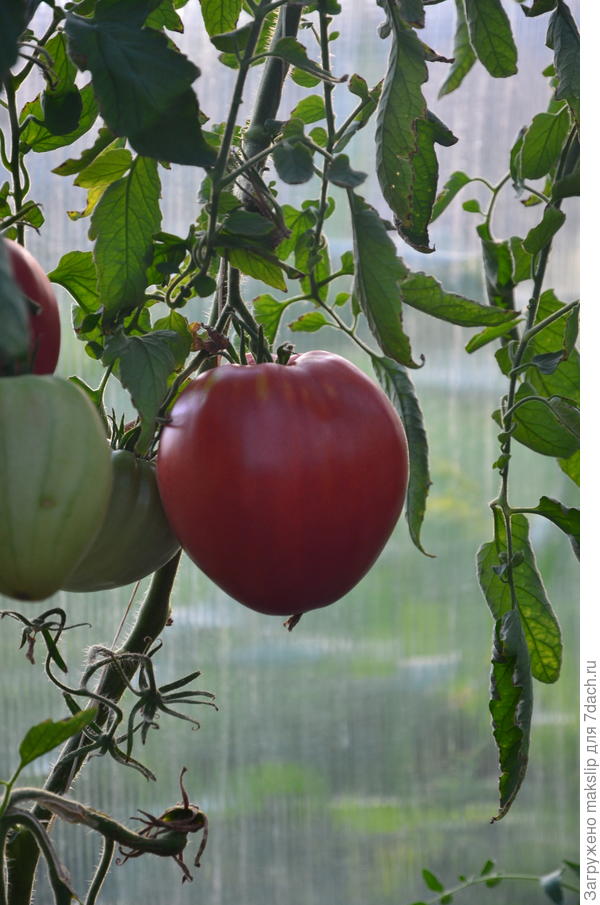 Розовый мет от Сибирского сада