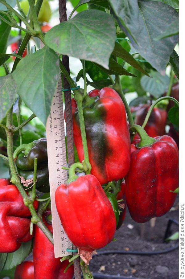 этот перец не слышал про ЭМ