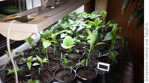 Светильник с лампами дневного света ЦТ 6500К