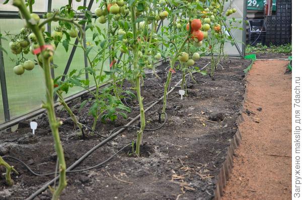 Капельный полив помидор в теплице. Особенности питания растений