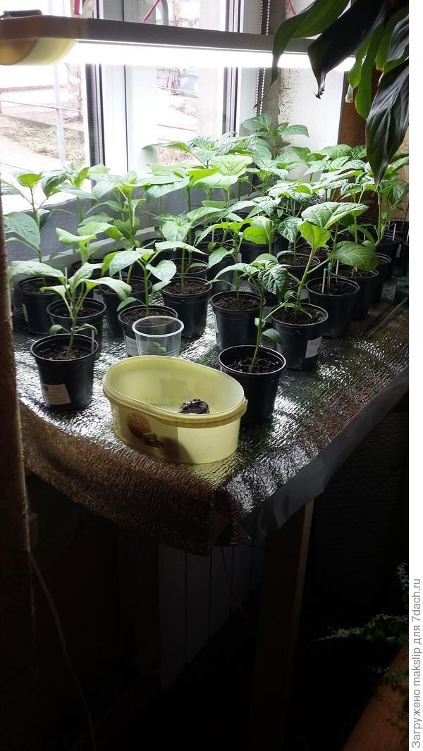 На фото видно, что некоторые растения подвязаны таким образом