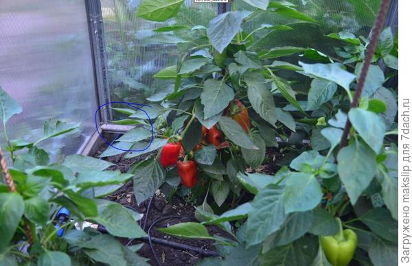 Вход 20 трубы