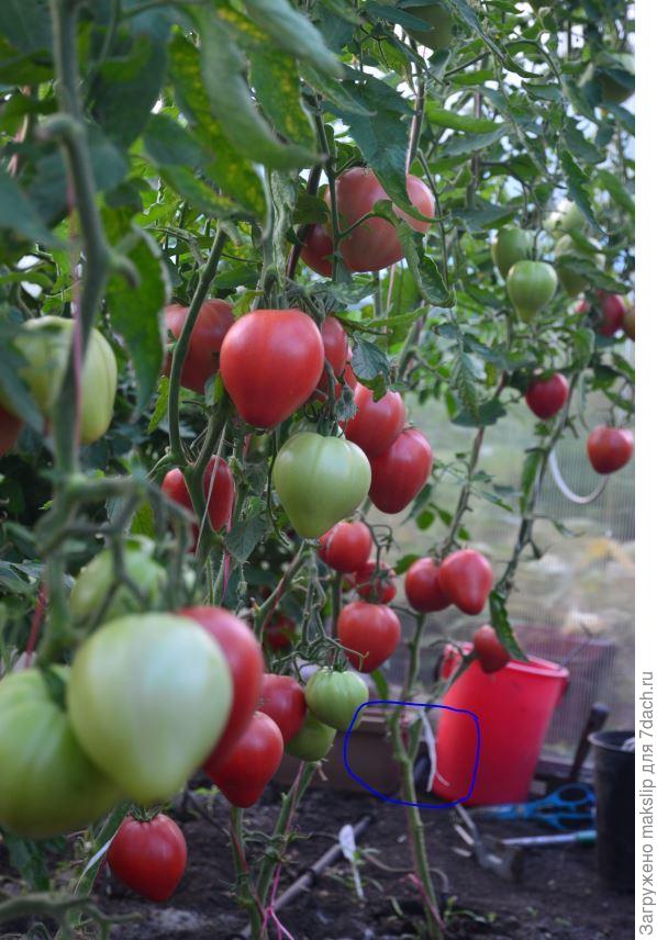 Вход во вторую теплицу