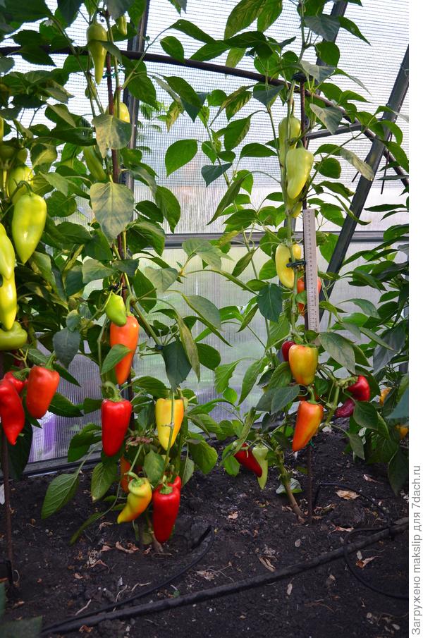 Существующий КП перца от бака