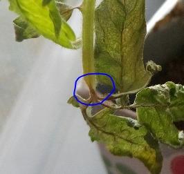 Какой то Бактериальный некроз рак