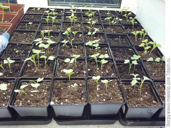 Недельная рассада капусты.