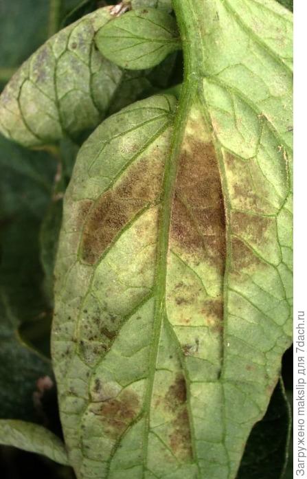 споры гриба при сильной стадии поражения