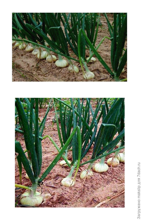 найди 7 различий