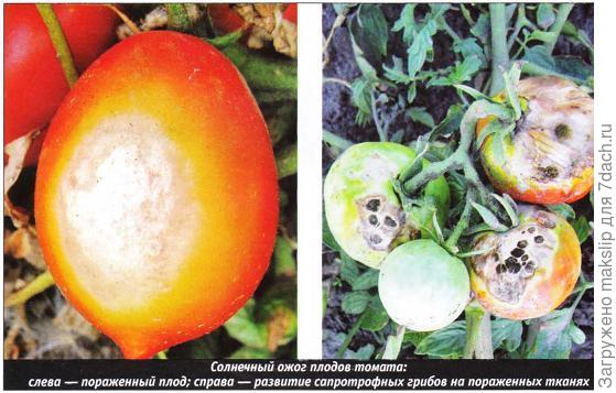 Из интернета