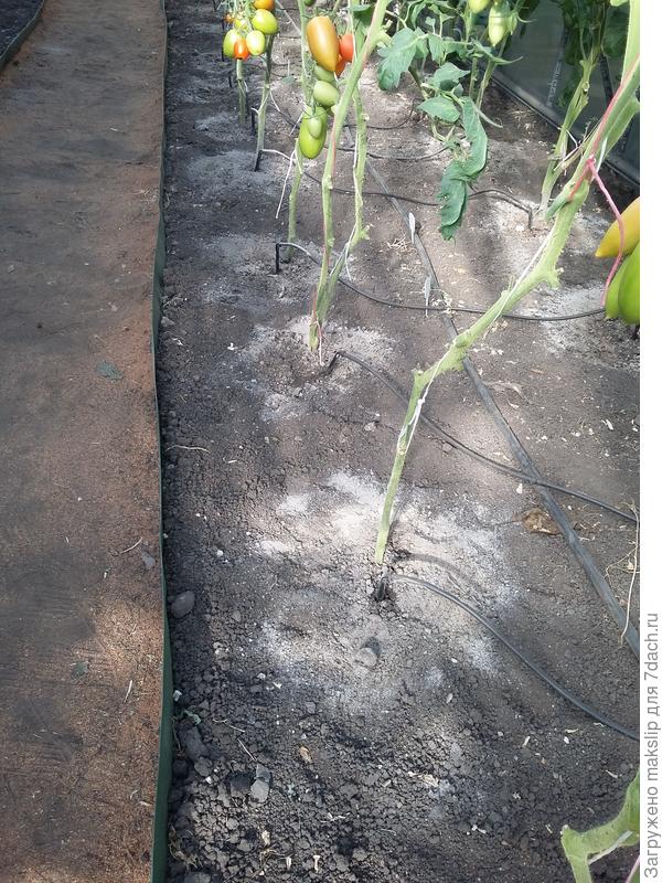 Зола сухая, на следующий день можно полить