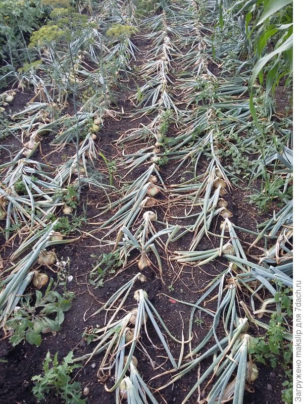 Перо полегло