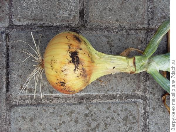 В среднем, так!