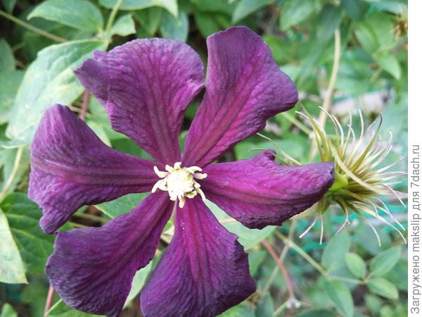 Полиш Спирит