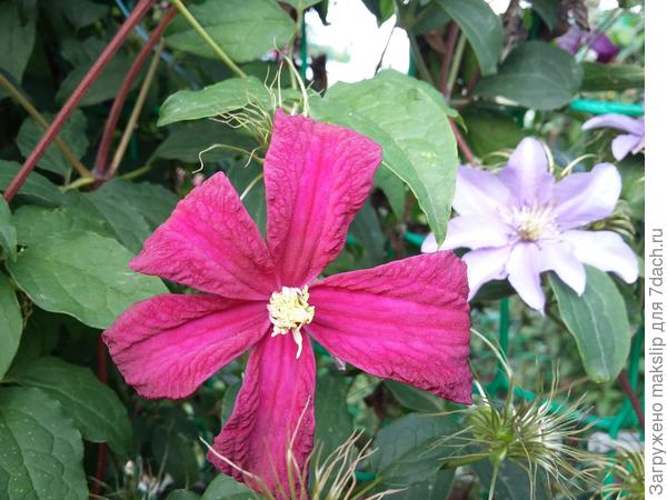 Кардинал Вышиньски