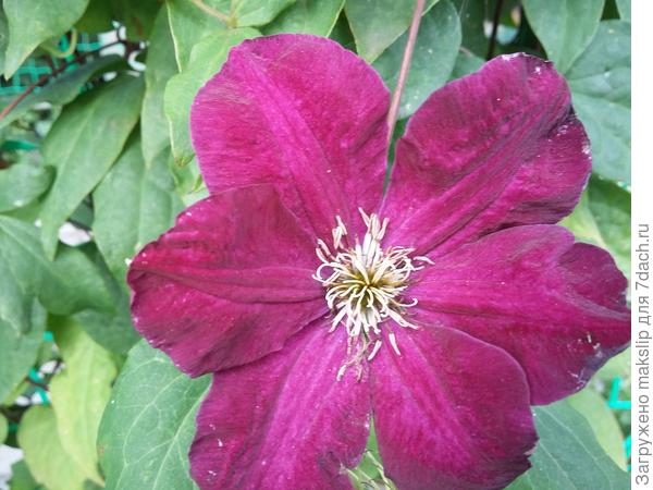 Вилл де Леон