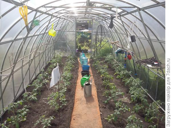 В две. Неудобно ухаживать за низкорослыми