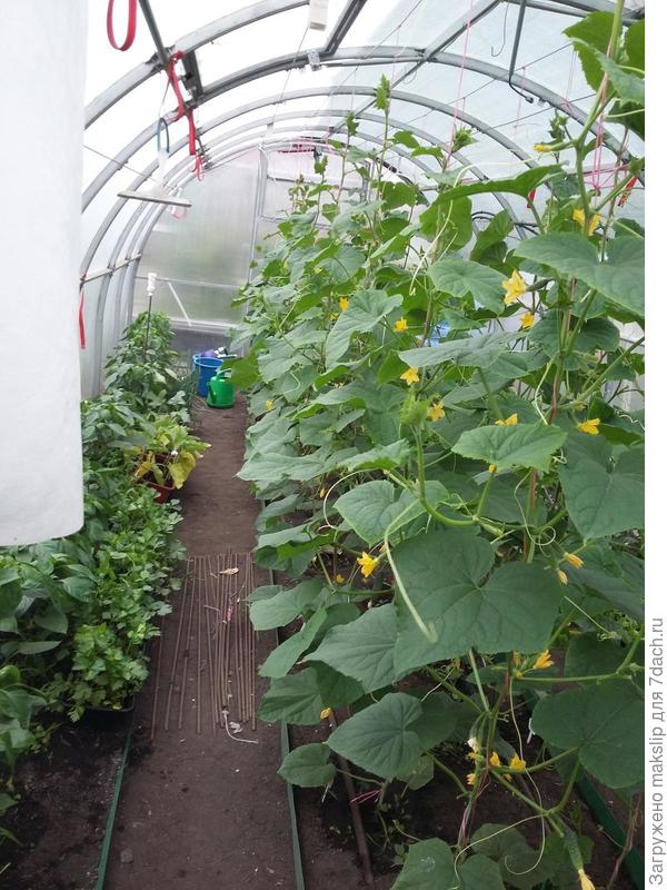 Даже при посадке огурцов. Легко ухаживать.