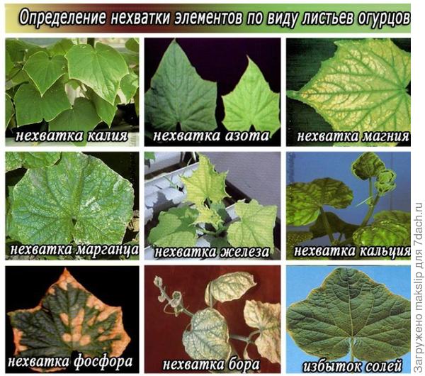Наталья, посмотрите! Это правда усредненные фото, но тем не менее!