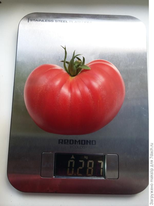 Сахарный бизон, вроде не болеет