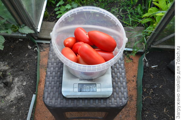 21.07. Взвешивание.3 куст