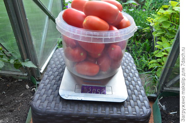 Взвешивание.1 куст