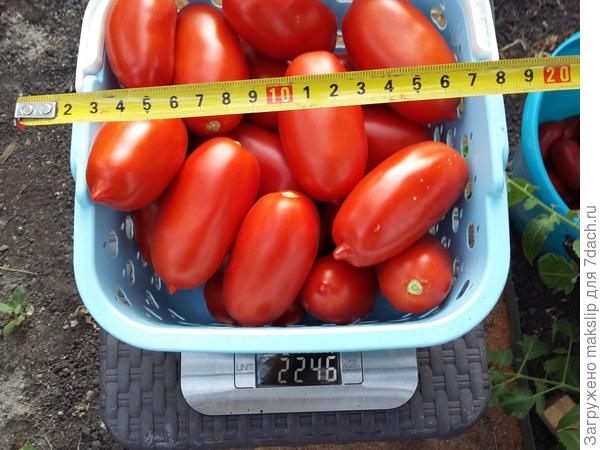 16.08. Взвешивание.2 куст