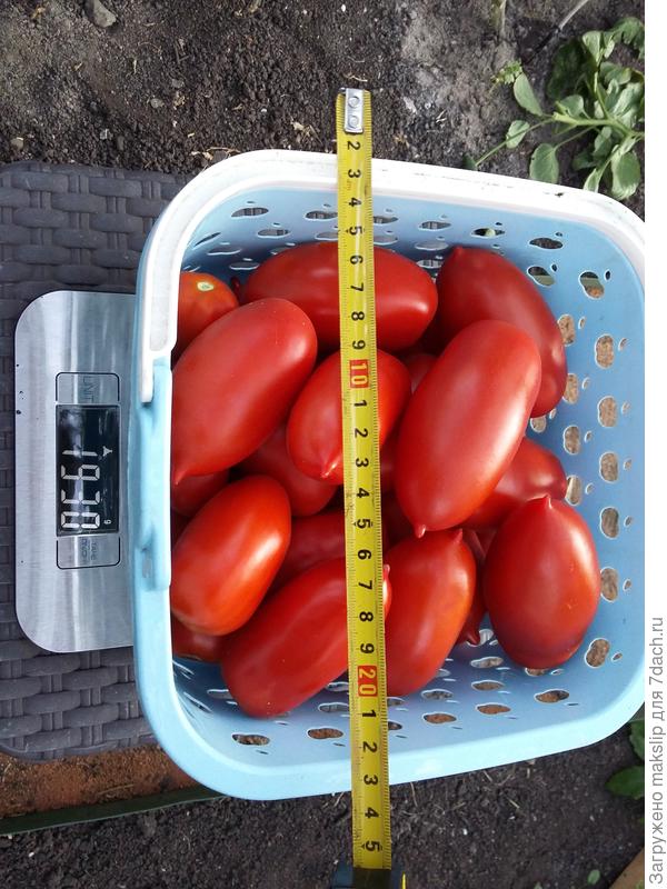 16.08. Взвешивание.1 куст