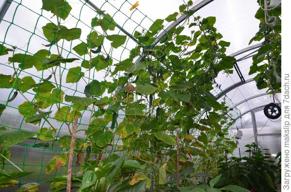 Это пероноспороз огурцов 2016