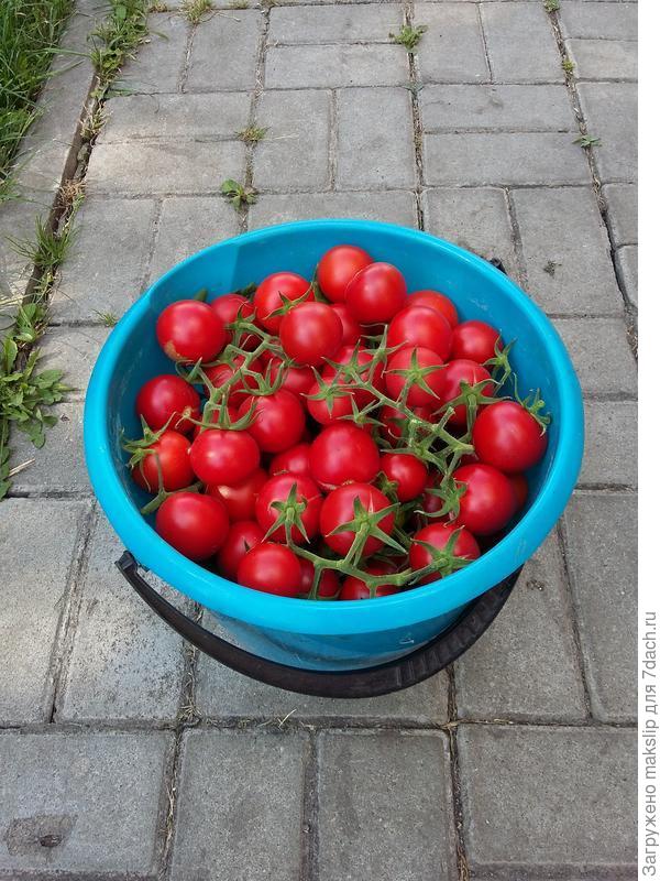 Ведро с двух кустов