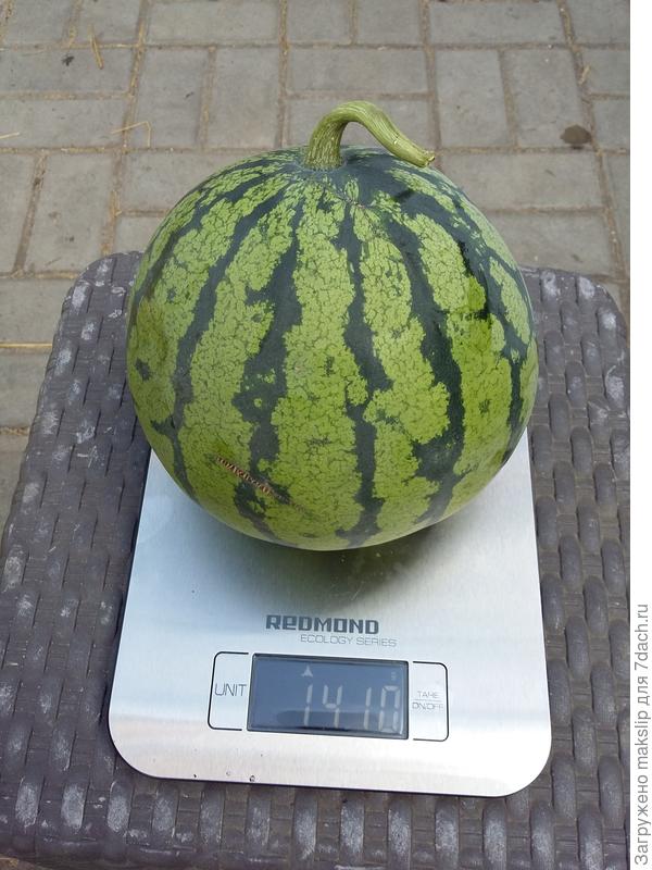 Опять арбуз