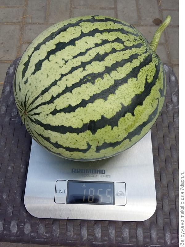 Арбуз