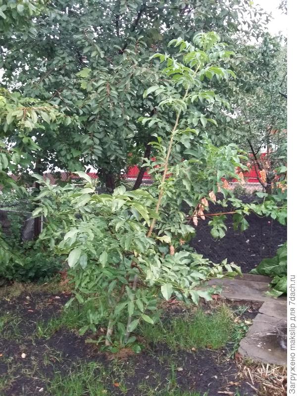 Дерево - куст