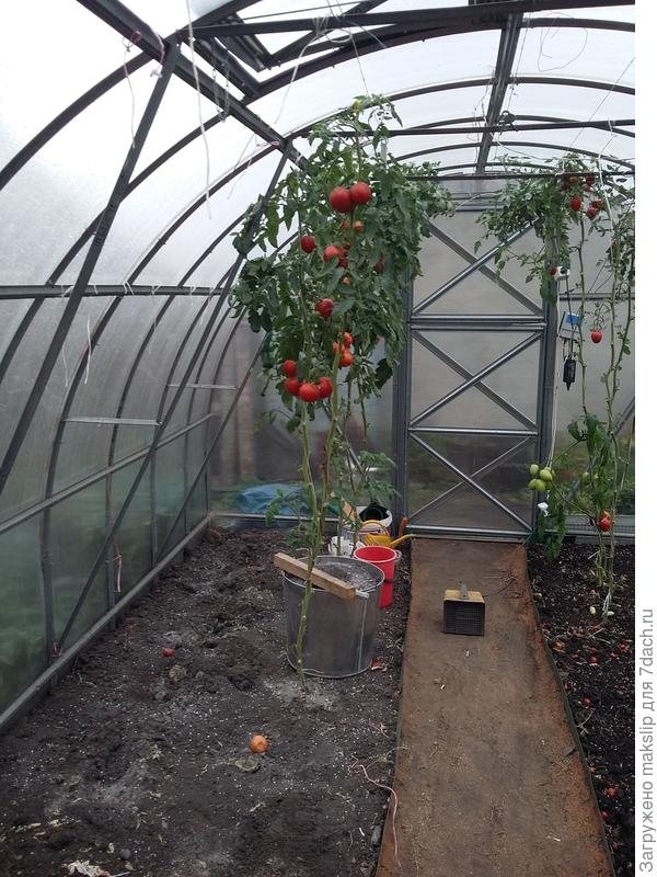 Не сяли. Здесь будет зимовка хвойных и других растений в горшках