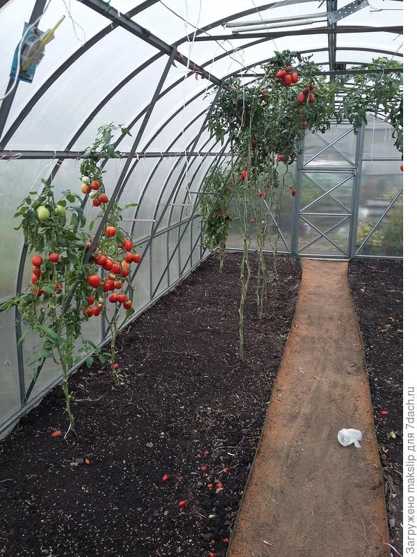 Под томатами