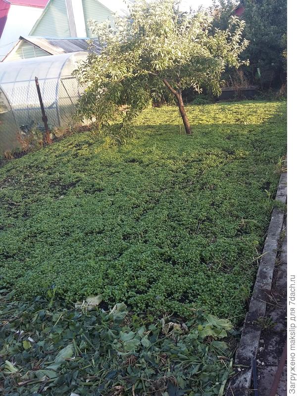 Здесь будет картофель