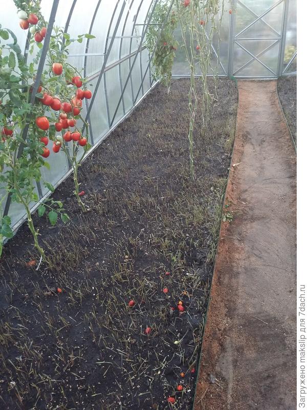 Рожь с помидорами