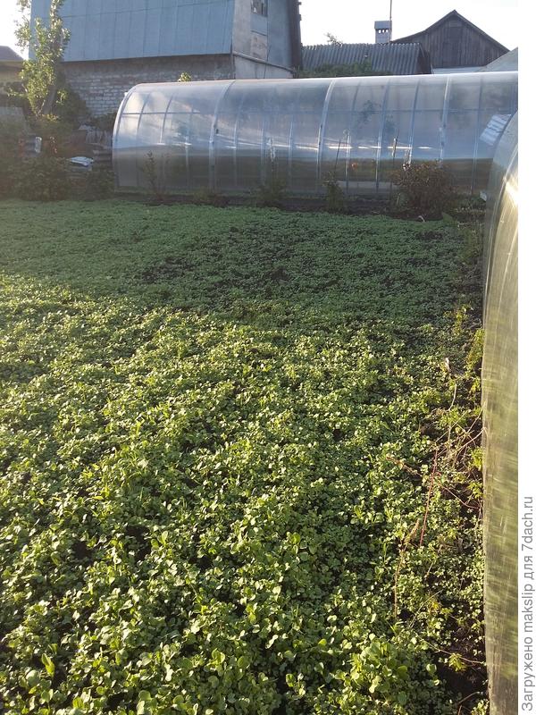 Рядом с теплицей