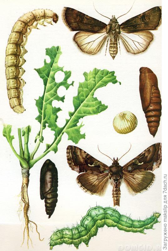 Этапы развития