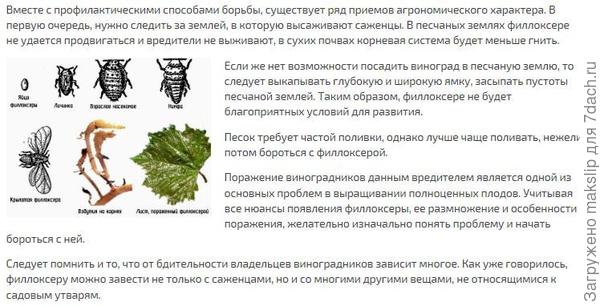 https://rusfermer.net/sad/vinogradnik/uhod-za-vinogradom/kovarnaya-filloksera-priznaki-i-metody-borby.html