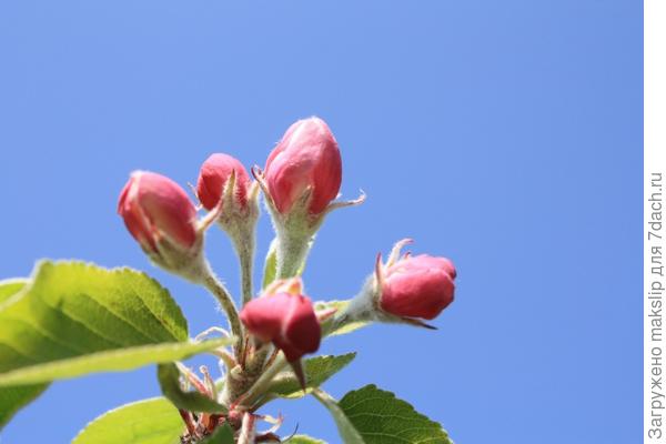 Розовый конус (бутон)