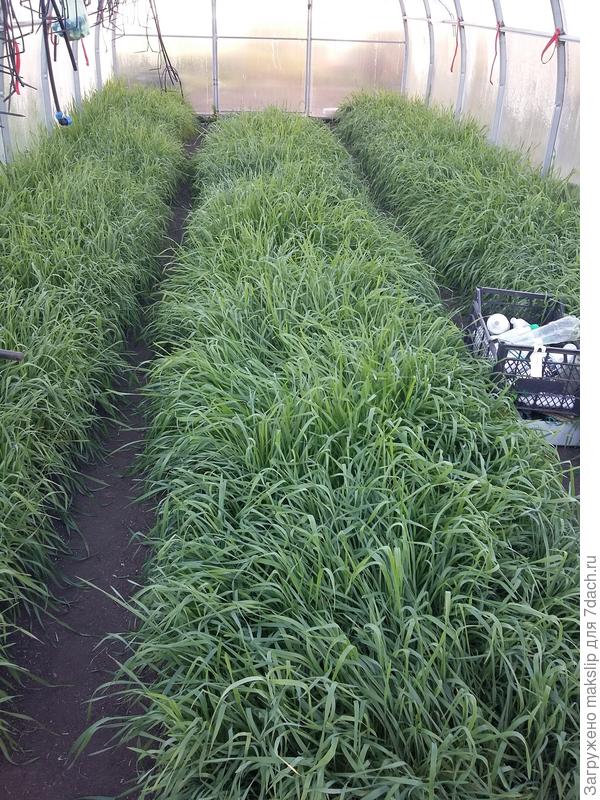 В теплице - рожь